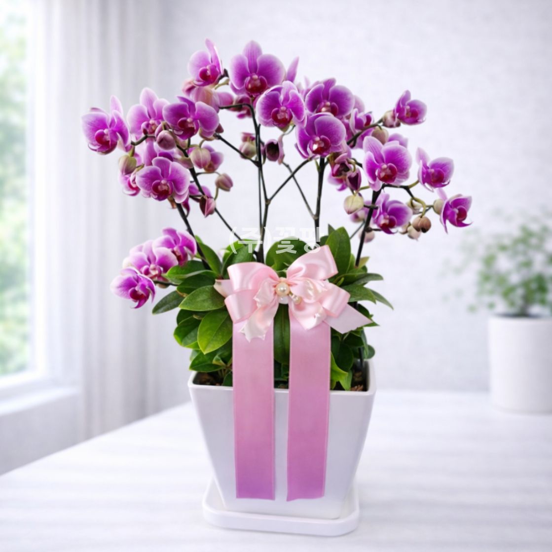 호접(엘레강스)B